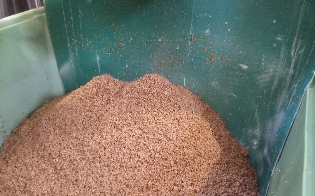 Les drêches, un sous-produit de brassage valorisé