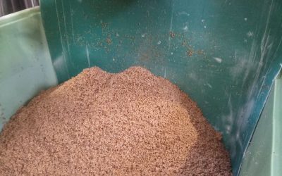 Les drêches, un sous-produit de brassage valorisé